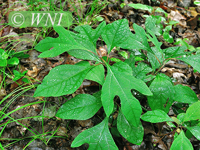 Sassafras (Sassafras albidum)